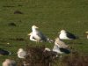 Caspian Gull at Canvey Wick (Steve Arlow) (111845 bytes)